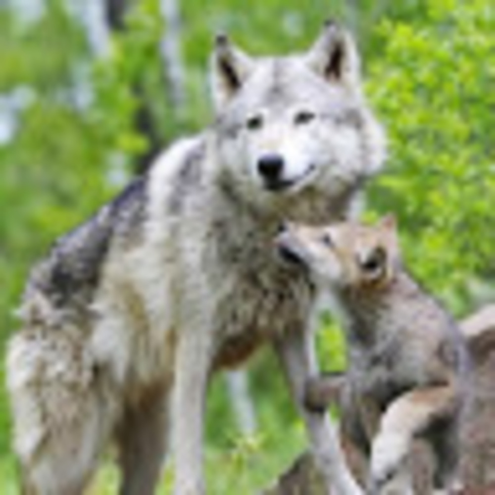 Meet your Posher, Savanna